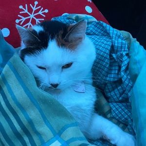 Meet your Posher, Flavia